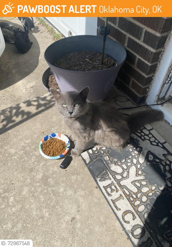 Found/Stray Male Cat last seen Near and Portland , Oklahoma City, OK 73107