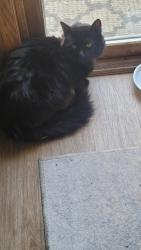Reunited Unknown Cat last seen Linderman, Madison, WI 53719
