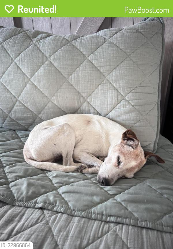 Reunited Female Dog last seen Haven Ridge Dr & Market center , Rockwall, TX 75032