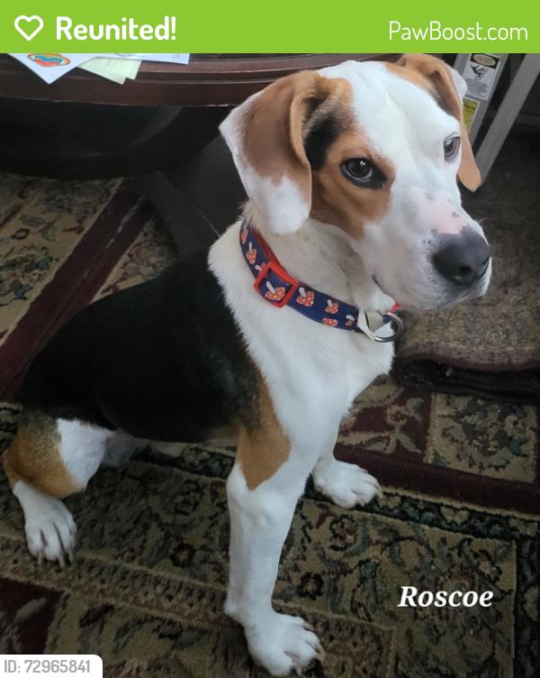 Reunited Male Dog last seen Hampton Rd , Hampton, GA 30228