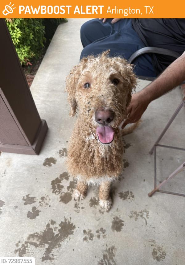 Found/Stray Male Cat last seen Macgregor Dr & abigail dr, Arlington, TX 76002