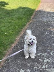Reunited Male Dog last seen Alban Rd, Newton, MA 02468