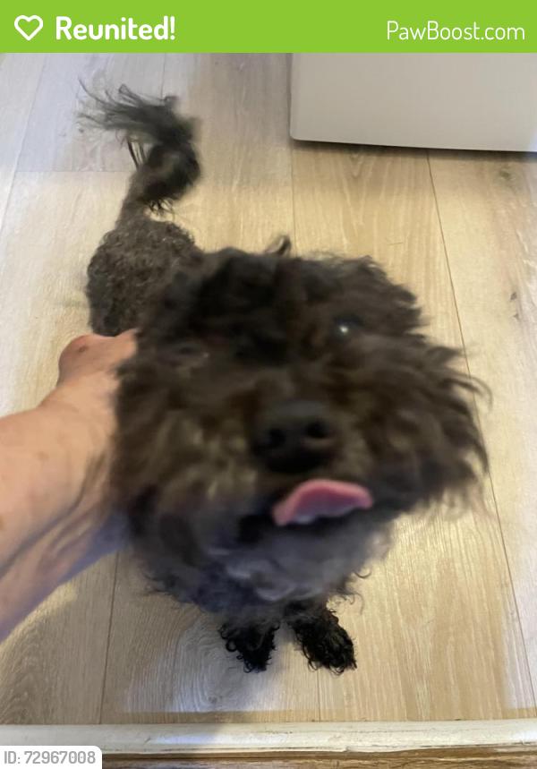 Reunited Male Dog last seen Edgewood and newhall drive, Indianapolis, IN 46239