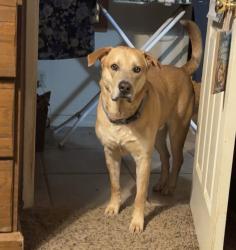Lost Male Dog last seen Shaw/Academy, Sanger, CA 93657