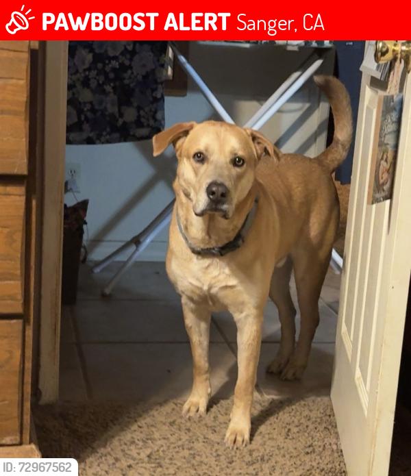 Lost Male Dog last seen Shaw/Academy, Sanger, CA 93657