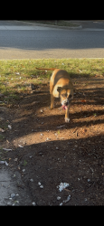 Found/Stray Female Dog last seen 7/11 Volvo parkway , Chesapeake, VA 23320
