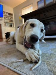 Found/Stray Male Dog last seen 5th street rd, Huntington, WV 25701