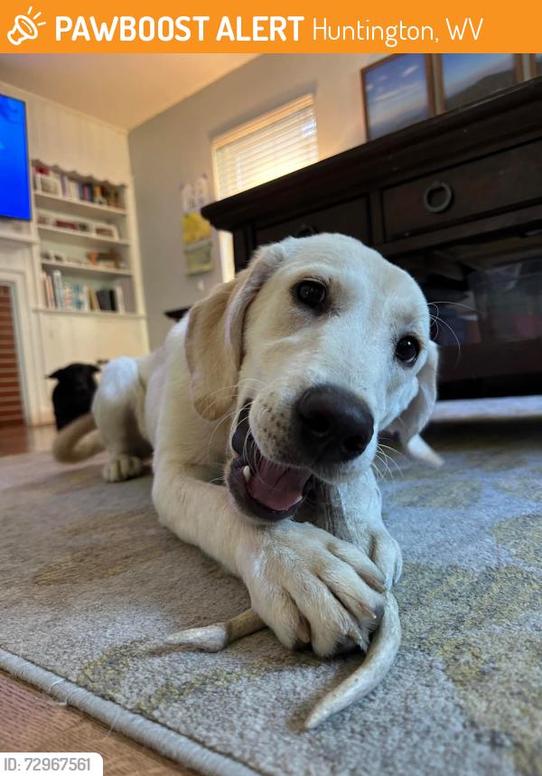 Found/Stray Male Dog last seen 5th street rd, Huntington, WV 25701