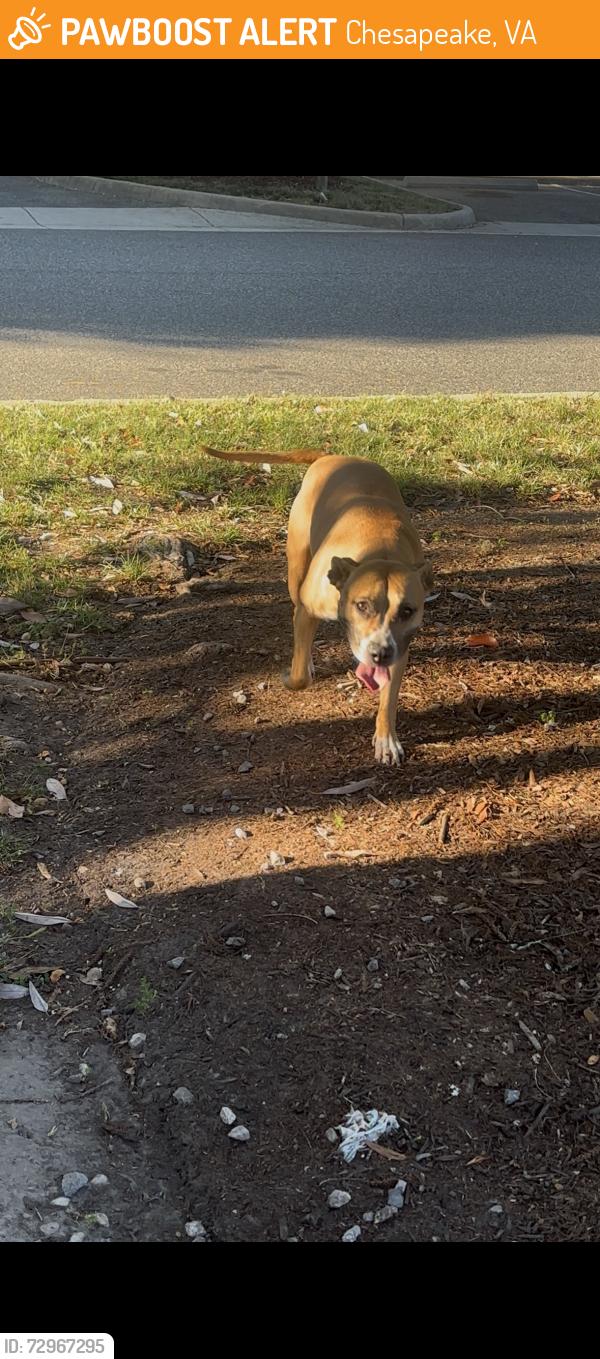 Found/Stray Female Dog last seen 7/11 Volvo parkway , Chesapeake, VA 23320