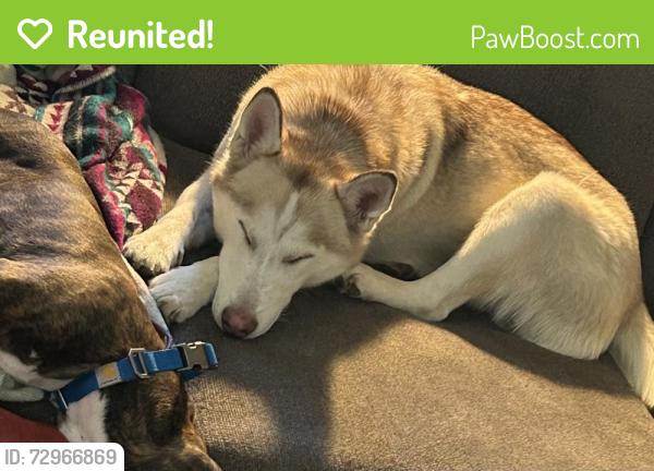 Reunited Female Dog last seen Near E Prentice Cir, Centennial, CO 80015, USA, Centennial, CO 80015