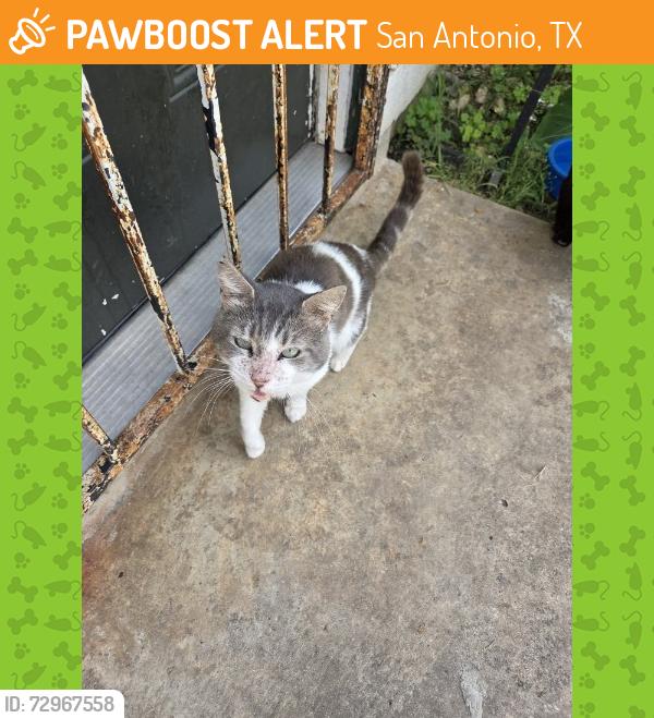 Found/Stray Male Cat last seen raindance, San Antonio, TX 78242