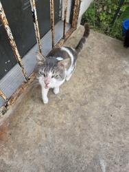 Found/Stray Male Cat last seen raindance, San Antonio, TX 78242