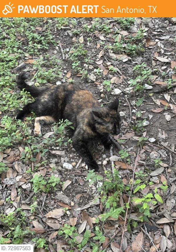 Found/Stray Female Cat last seen Eckhert and Babcock, San Antonio, TX 78240