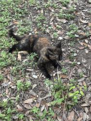 Found/Stray Female Cat last seen Eckhert and Babcock, San Antonio, TX 78240