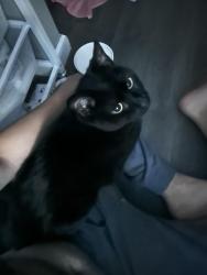 Reunited Female Cat last seen clocktower woods neighborhood , West Chester, PA 19380