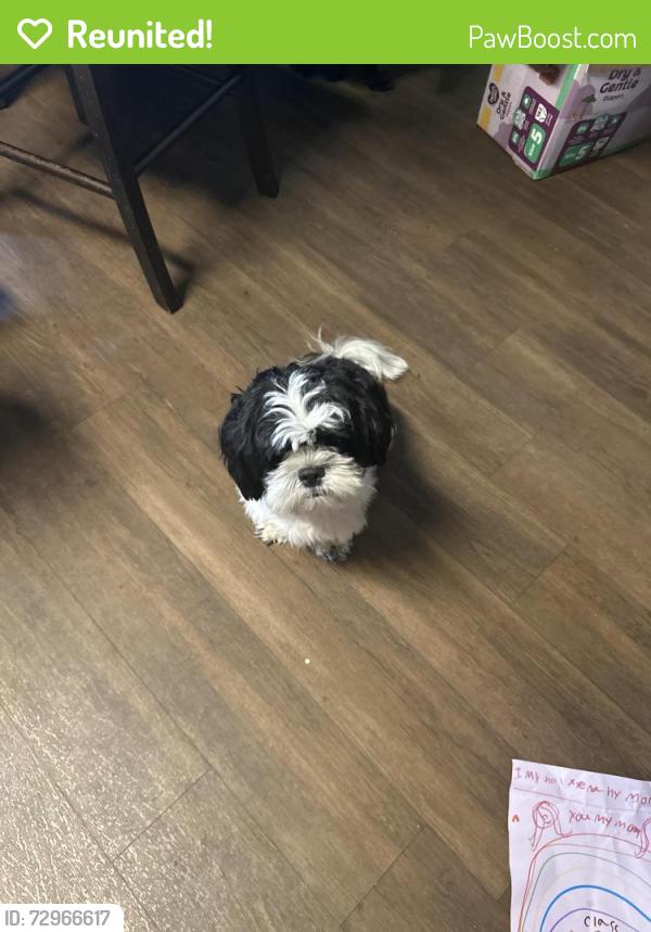 Reunited Male Dog last seen Esk River Trail and Cooper Ravine/Landsowne, Harris County, TX 77449