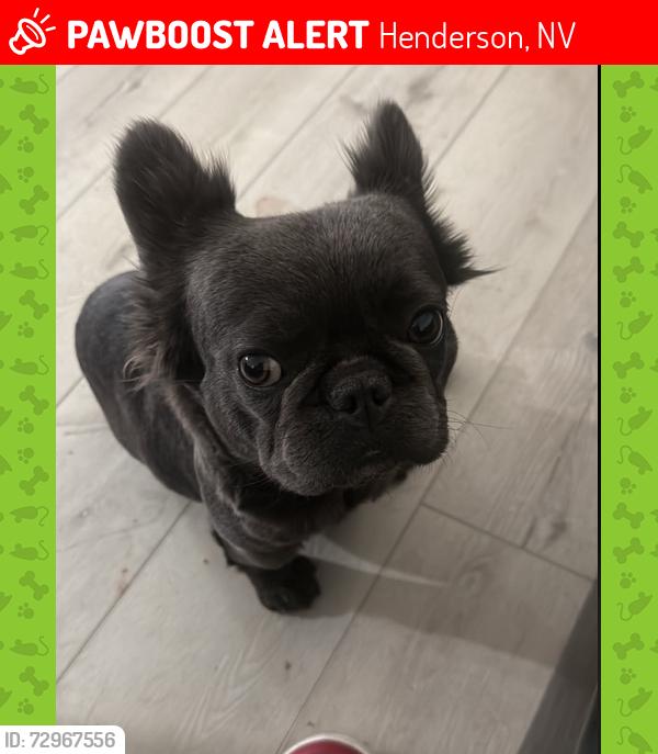 Lost Female Dog last seen Trailer Park Complex on Boulder Hwy and S Magic Way, Henderson, NV 89002
