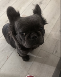 Lost Female Dog last seen Trailer Park Complex on Boulder Hwy and S Magic Way, Henderson, NV 89002