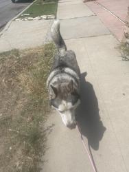 Found/Stray Male Dog last seen Myrtle ave,71st, Long Beach, CA 90805