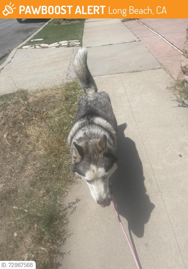 Found/Stray Male Dog last seen Myrtle ave,71st, Long Beach, CA 90805