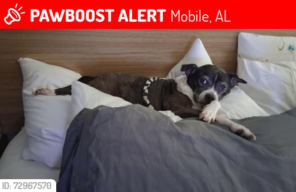 Lost Female Dog last seen Salvia st neighborhood , Mobile, AL 36606