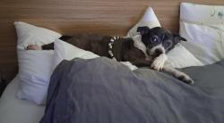Lost Female Dog last seen Salvia st neighborhood , Mobile, AL 36606
