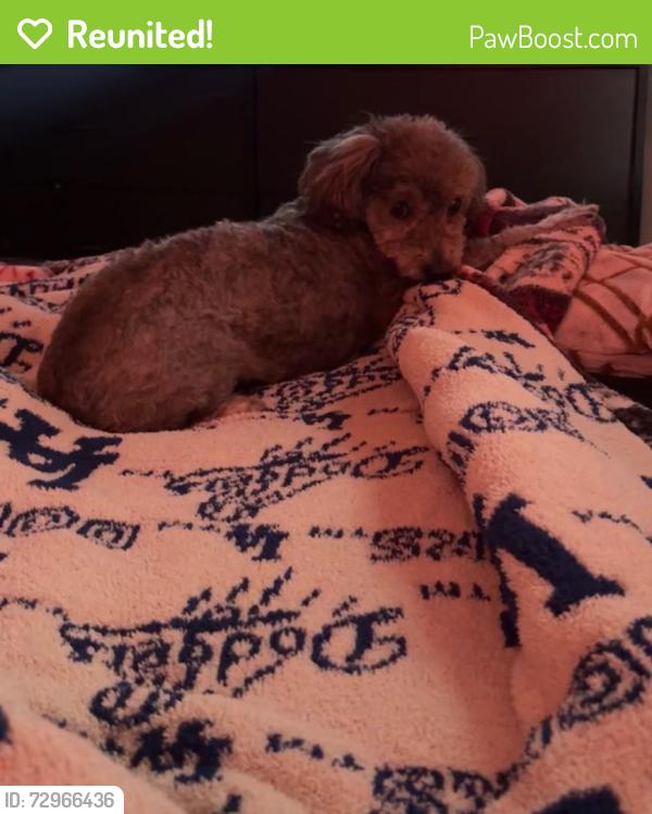Reunited Female Dog last seen Marengo St, Los Angeles, CA, USA, Los Angeles, CA 90033