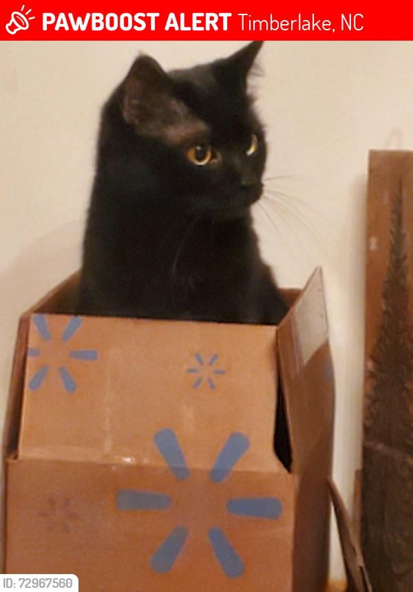 Lost Female Cat last seen Helena Moriah & Surl Mt Tirzah, Timberlake, NC 27583