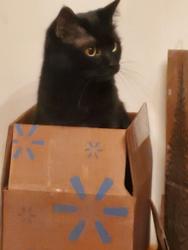 Lost Female Cat last seen Helena Moriah & Surl Mt Tirzah, Timberlake, NC 27583