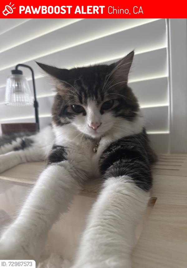 Lost Male Cat last seen Meridian street, Chino, CA 91708