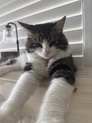 Lost Male Cat last seen Meridian street, Chino, CA 91708