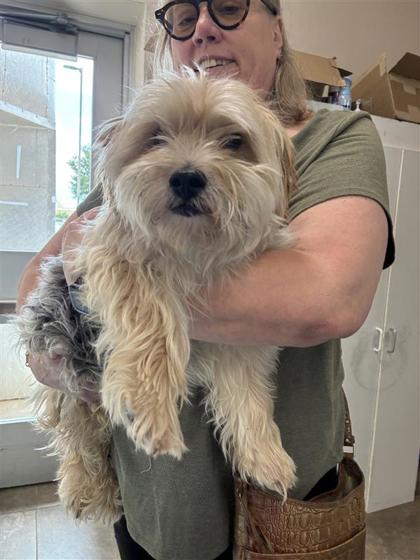 Shelter Stray Male Dog last seen Leander, TX 78641, Georgetown, TX 78626