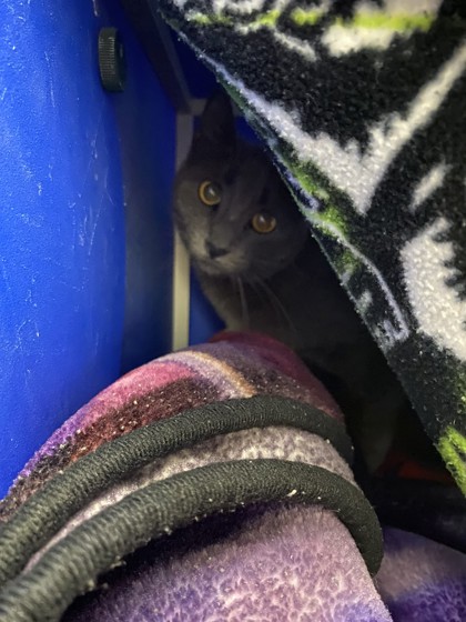 Shelter Stray Unknown Cat last seen S 11045 State Rd, Town of Drammen, WI, Eau Claire, WI 54701