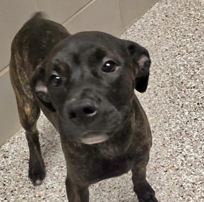 Shelter Stray Female Dog last seen Mount Holly, NC 28012, Gastonia, NC 28052