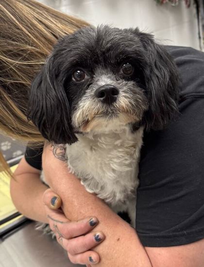 Shelter Stray Male Dog last seen 18th & Central, KCKS, 64108, Outside Jurisdiction, KS, Kansas City, MO 64132