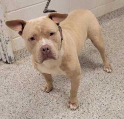 Shelter Stray Male Dog last seen Near Olive St, 64130, MO, Kansas City, MO 64132