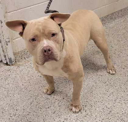 Shelter Stray Male Dog last seen Near Olive St, 64130, MO, Kansas City, MO 64132