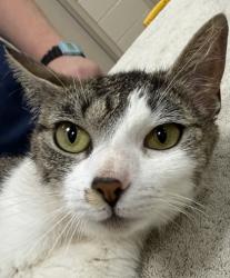 Shelter Stray Female Cat last seen Fishers, IN 46038, Fishers, IN 46038