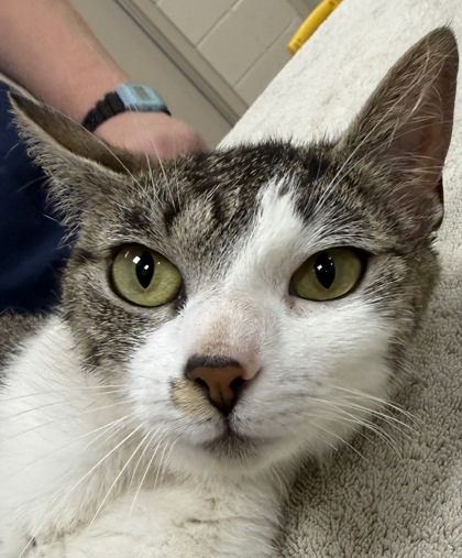 Shelter Stray Female Cat last seen Fishers, IN 46038, Fishers, IN 46038