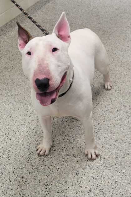 Shelter Stray Male Dog last seen NE 41st Terr and N Holmes St, 64116, MO, Kansas City, MO 64132