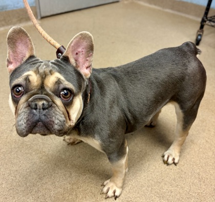 Shelter Stray Female Dog last seen Near EAGLES NEST CIRCLE, 30035, GA, Atlanta, GA 30341