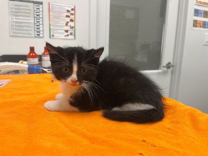 Shelter Stray Male Cat last seen E 101 st and fremont, 64134, MO, Kansas City, MO 64132