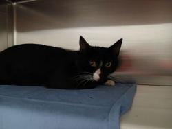 Shelter Stray Male Cat last seen Near Norwood ave, 21207, MD, Baltimore, MD 21230