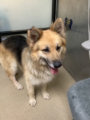 Shelter Stray Male Dog last seen , TX , Fort Worth, TX 76119
