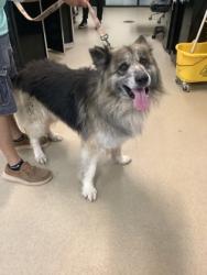 Shelter Stray Male Dog last seen , TX , Fort Worth, TX 76119