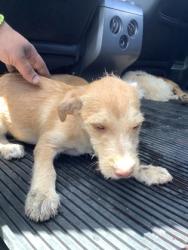 Shelter Stray Unknown Dog last seen , TX , Fort Worth, TX 76119