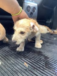Shelter Stray Unknown Dog last seen , TX , Fort Worth, TX 76119