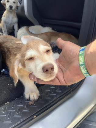 Shelter Stray Unknown Dog last seen , TX , Fort Worth, TX 76119