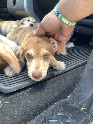Shelter Stray Unknown Dog last seen , TX , Fort Worth, TX 76119