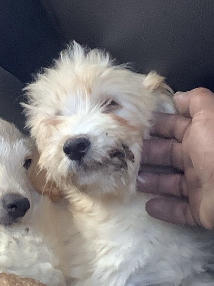 Shelter Stray Unknown Dog last seen , TX , Fort Worth, TX 76119